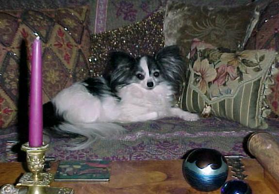 Our Papillon Dede